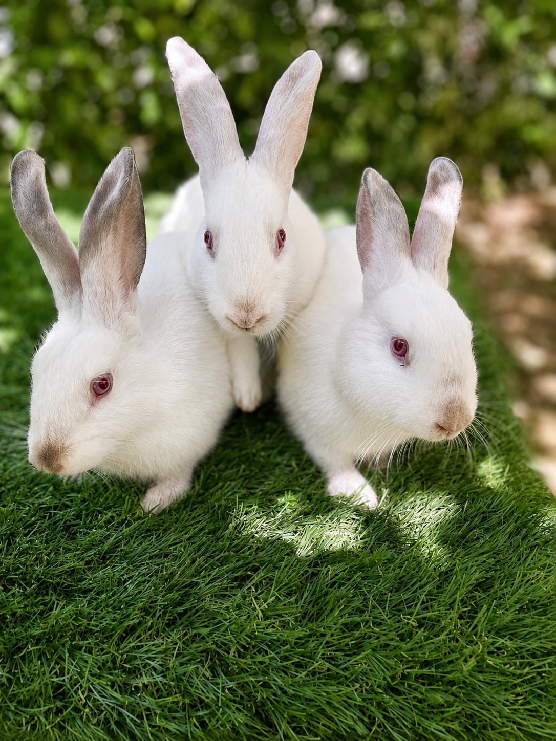 Jeunes lapins Californien — Lapins du Gapeau