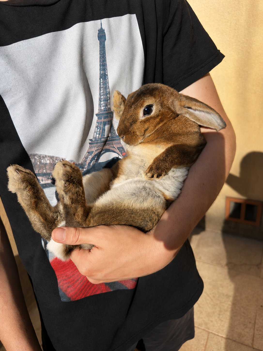 Jeunes lapins Rex — Lapins du Gapeau
