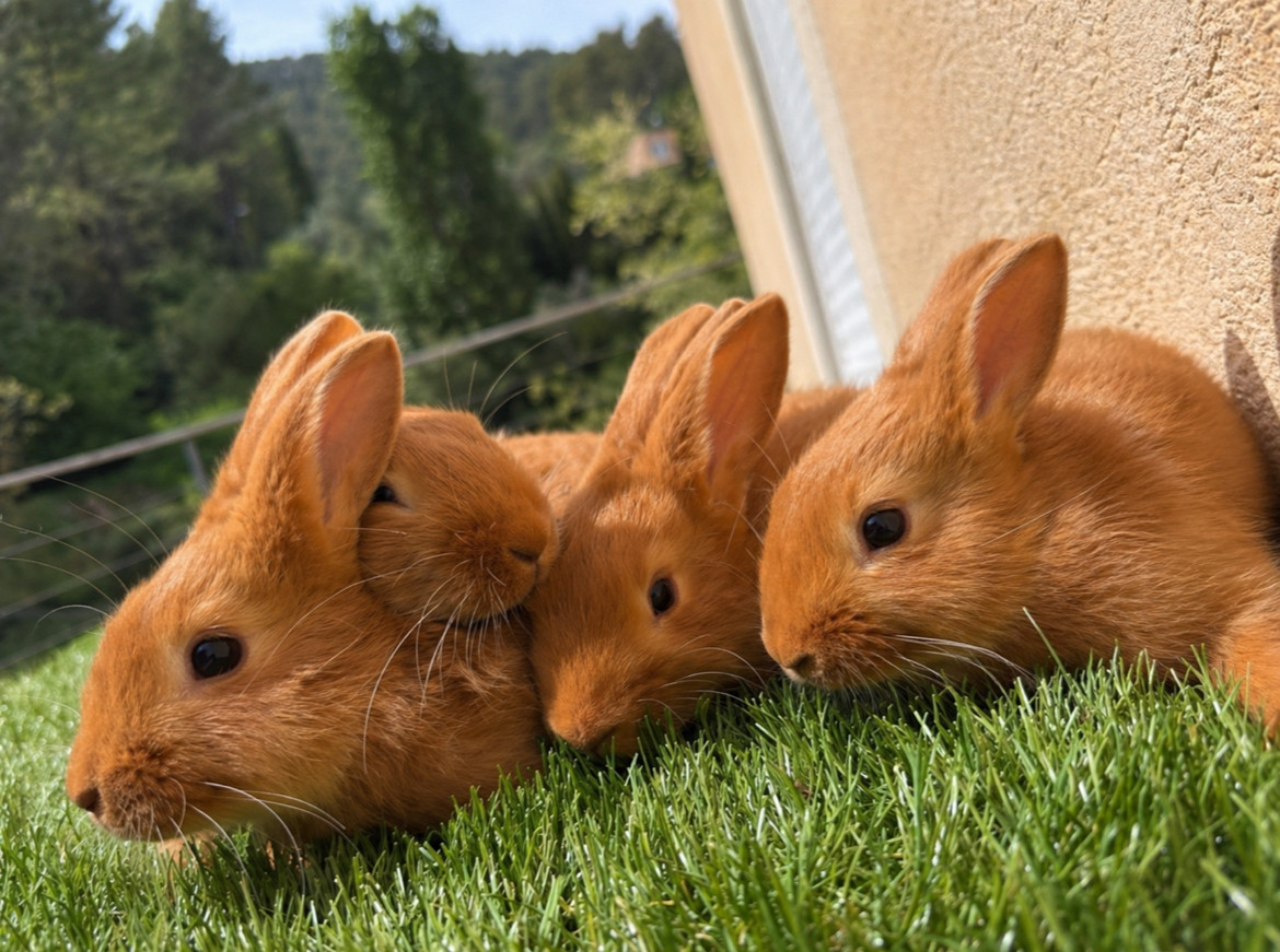 Lapins élevés aux Lapins du Gapeau dans le Var