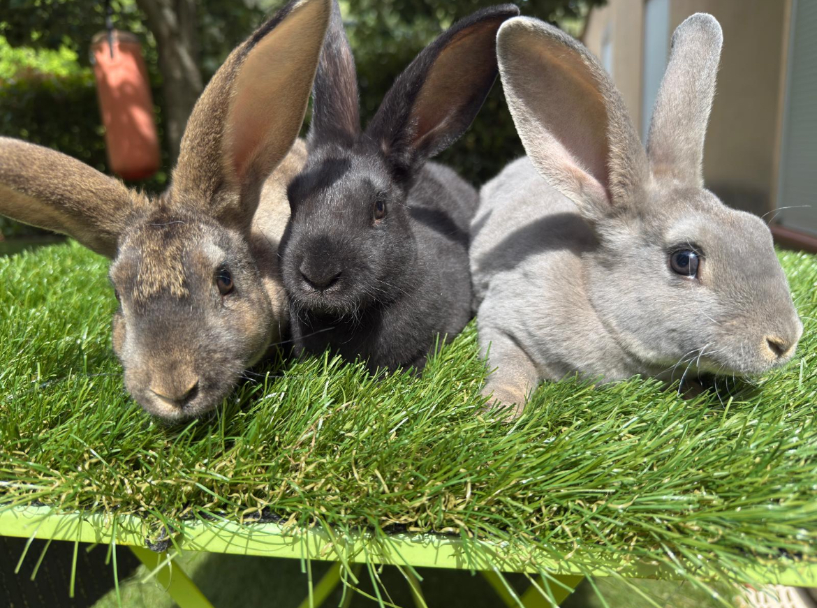 Photo principale des Lapins du Gapeau